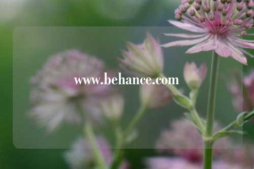www.behance.com