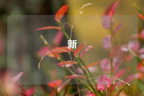 新