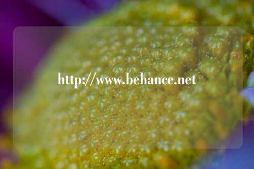 http://www.behance.net