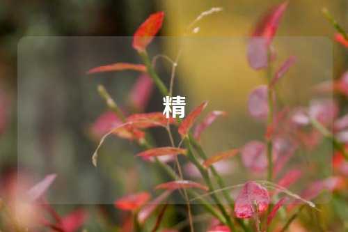精